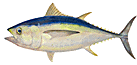 bigeye