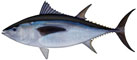 southern-bluefin-tuna